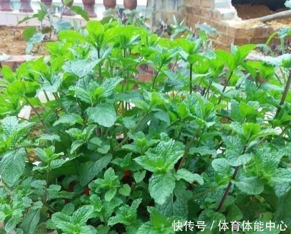 光照|薄荷这样养,植株粗壮,叶子多,掐个叶子,能做菜当“茶叶”!