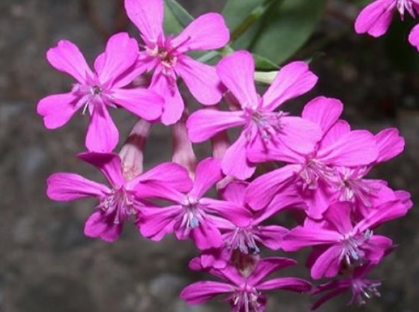 此花缤纷多彩,盛开时大片花朵交相辉映,形成一幅美轮美奂的景致