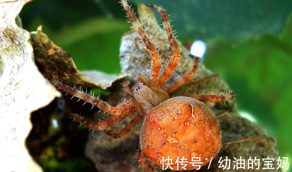 养月季，该死的红蜘蛛又来了，消灭方法全在这里