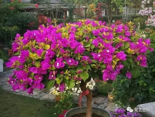 两种“促花水”，给三角梅、蟹爪兰用一勺，开花爆盆，又美又仙