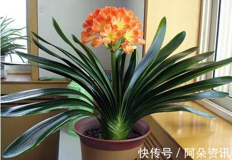 根系|君子兰这样养，一年开花多次，掌握方法很重要！