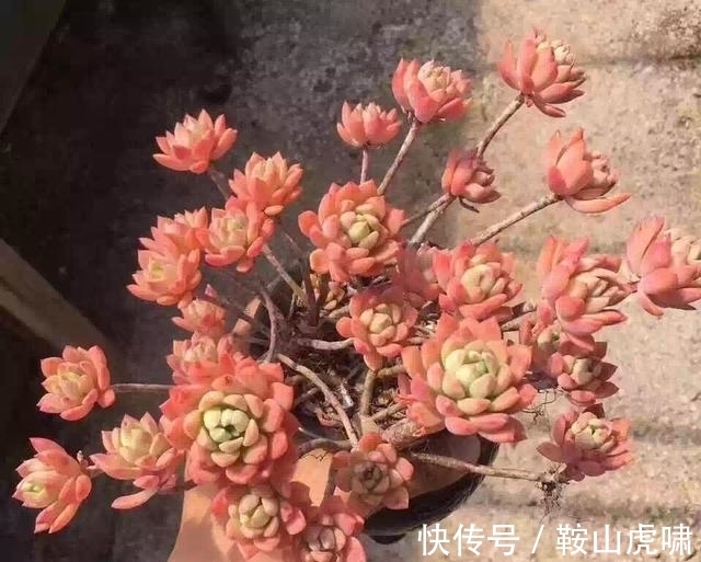 花友|6种多肉是公认的普货之王,有花友最美好的回忆,靠时间变成老桩