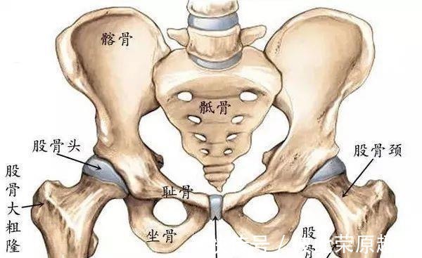 关节|瑜伽人须知的6个解剖学术语,附12个站立体式解剖图!