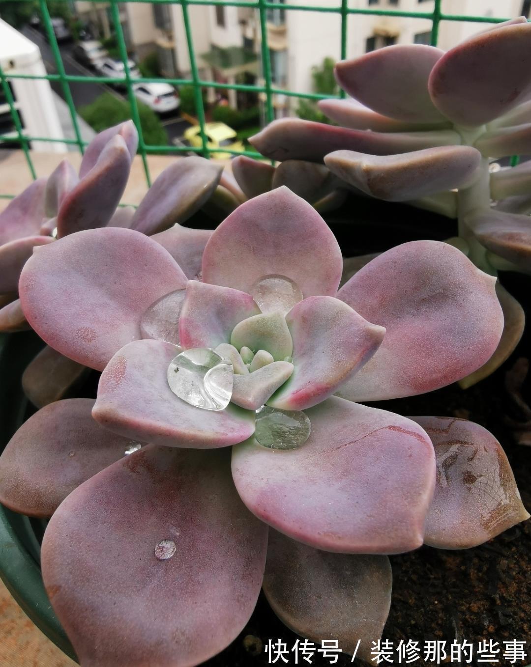 多肉植物|养好多肉紫乐，有2个简单的方法，颜色更漂亮，变多头老桩