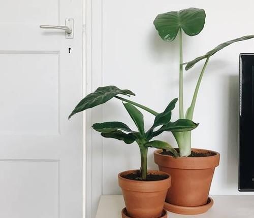 时间就能|一个芋头芽,埋在花盆里,10天长成大盆景,比龟背竹还漂亮