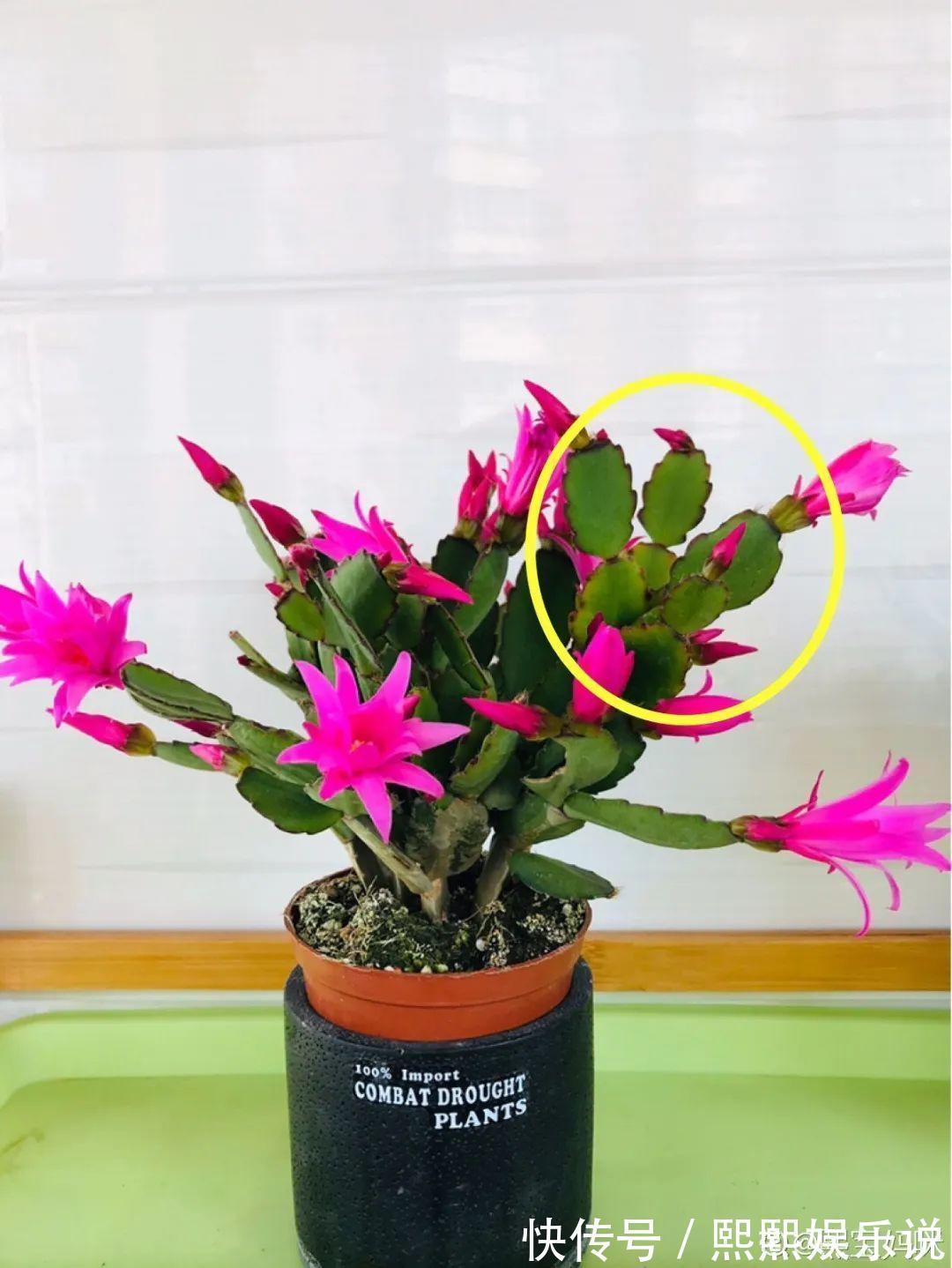 1种花不是真昙花,1次能开上百朵,比蟹爪兰美,怪不得都去抢假货