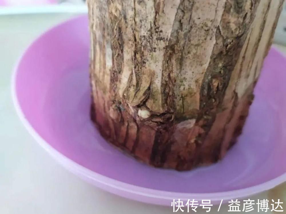 叶子|网上买的小木桩,泡水半个月,臭了还没长芽!