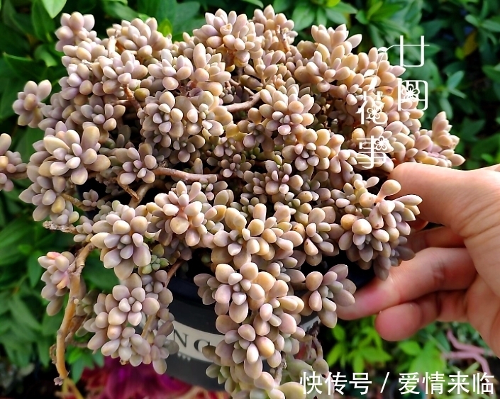 多肉|8款多肉“爆崽王”,不用砍头就能群生爆盆,养起来成就感满满!