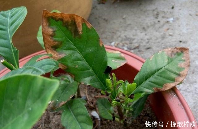 刚入的手栀子花,这一步错了,就别想养活了,避开才能开花!