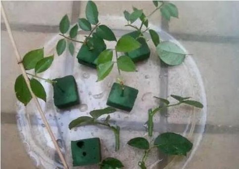 基部|月季、三角梅不生根剪1块海绵捂一捂,2周冒白根,长势喜人