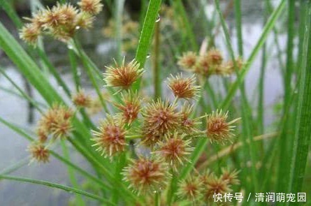 贵州草药|农村一种野草长相丑陋,全身带刺,却是治疗女性病的好帮手!