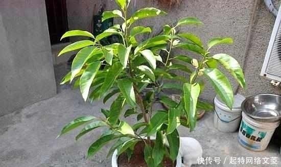 只会傻傻养绿萝?此花一开160天,遇土即活,家里香的不得了!