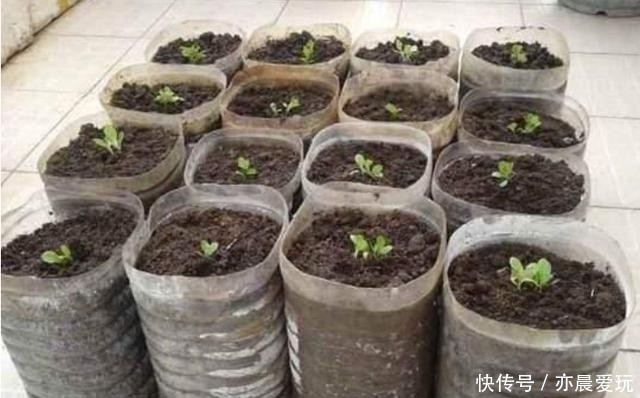 养花|养花也是门技术活，瓶瓶罐罐当花盆，各种废料当花肥，方便实用
