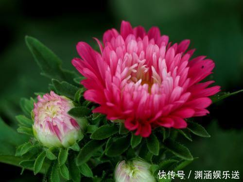 沙漠玫瑰|这几款花卉,堪称花界“开花机器”,盆栽上几种,花开繁华又浪