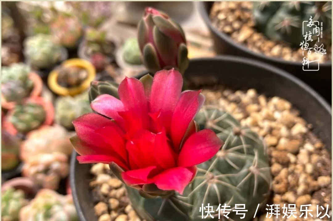 遇见即美,花事未荼蘼!种一桌子多肉,看花开花落!