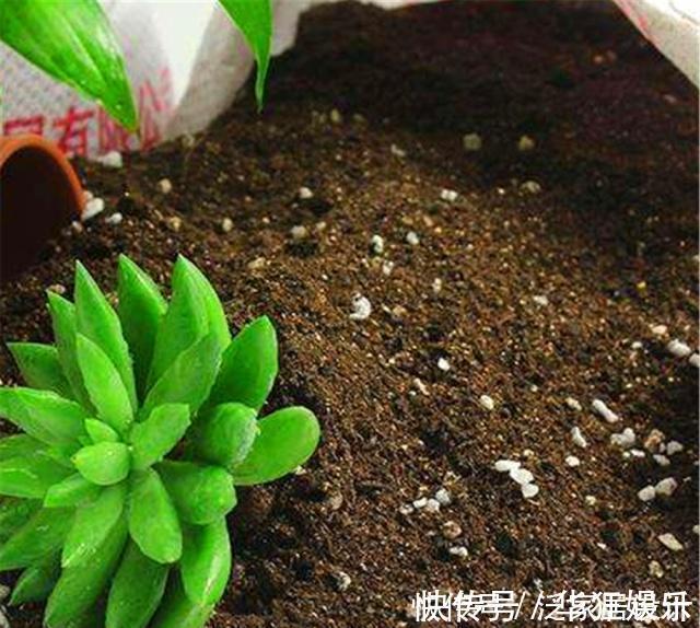 花卉|养了10年花,才知道鸡蛋壳这么处理后,不生虫、肥效足,养啥旺啥