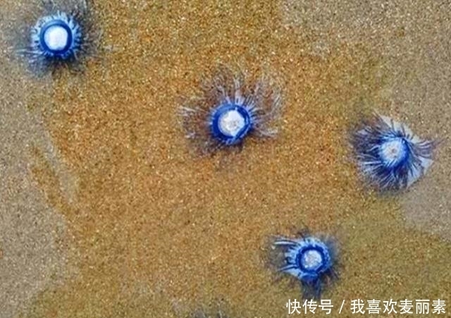 在海滩上遇到一堆“硬币”,碰到水后还会快速蠕动