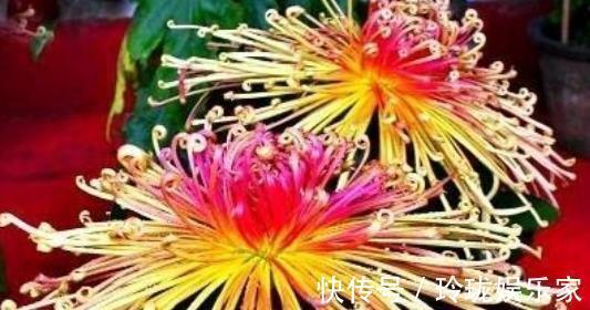 喜欢菊花,不如养盆“名品菊花”秋水红霞,高贵冷艳,芳香四溢!
