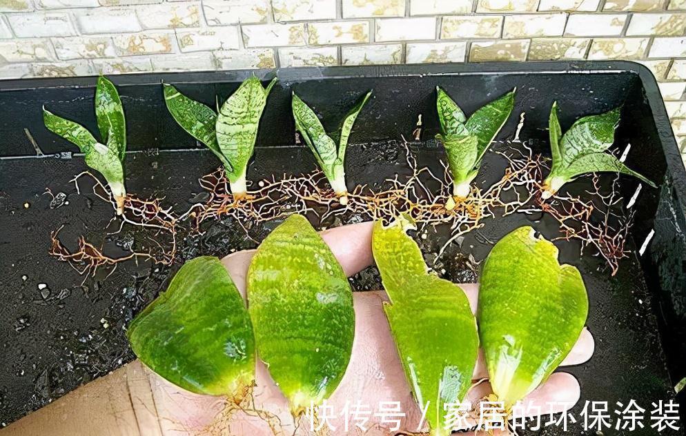 进入10月,建议扦插5种花,温度适宜利于生根,成活率直线上升