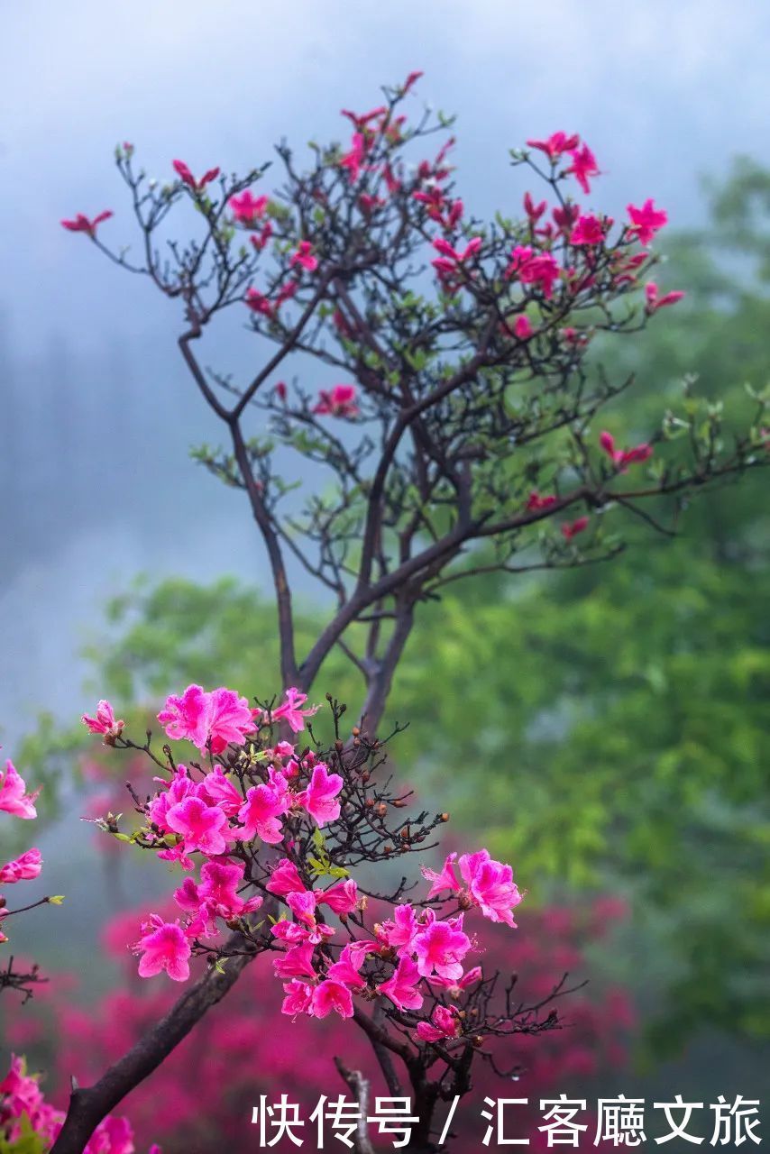 蒙古族|夏天的内蒙古草原，究竟有多美？