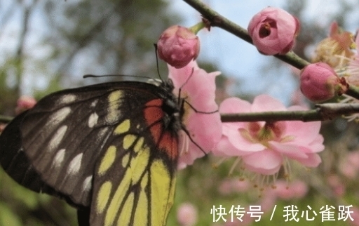 贵人运|11月初，贵人相助，桃花朵朵开，好运连连，大吉大利的四个属相