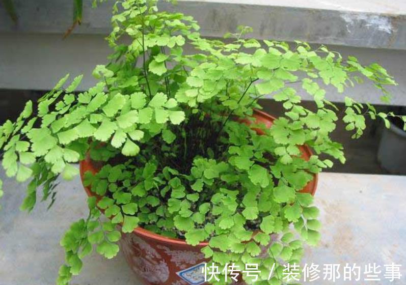 黄叶|家里养4种花,8月也要浇透水,一天不浇就黄叶,别大意