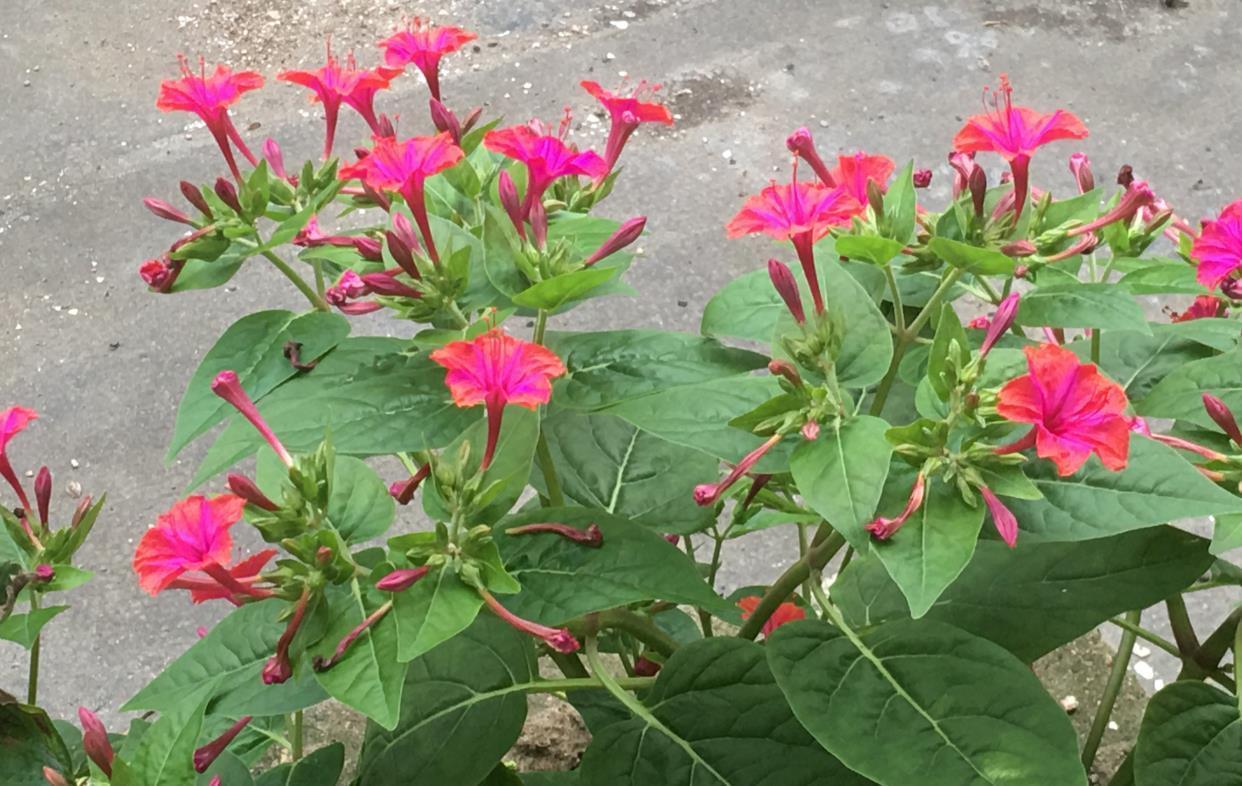 牵牛花|很容易养活繁殖的3种“漂亮花”,长得到处都是,开花也挺多的