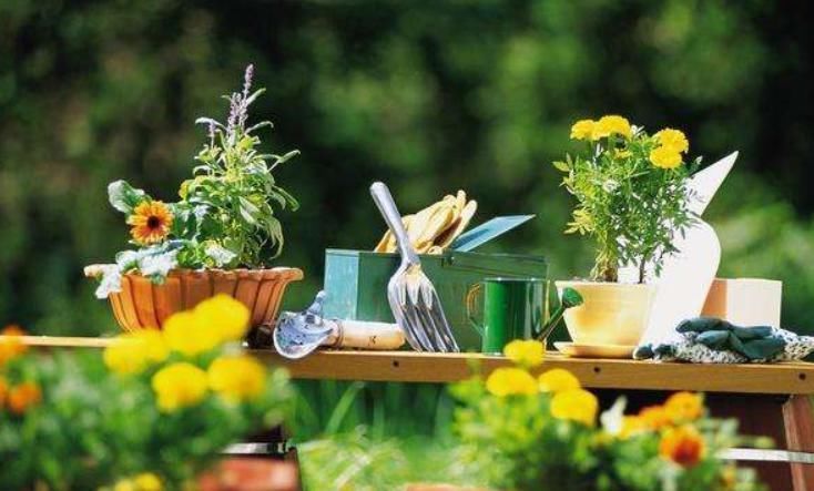 养花一点也不难，几点简单的小窍门，家里啥花都能养爆盆