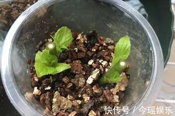 2种扦插法,插什么活什么,养花人都要会,新手也能做得好!