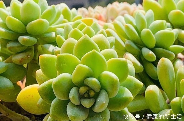 墩子|春天养多肉,半个月就变成“胖墩子”,叶子又肥又圆!