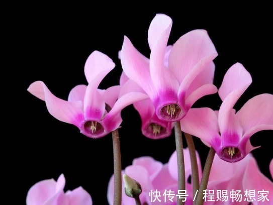 2款适合新手种植的花,一养就爆盆,花大色艳,四季都开花,超美