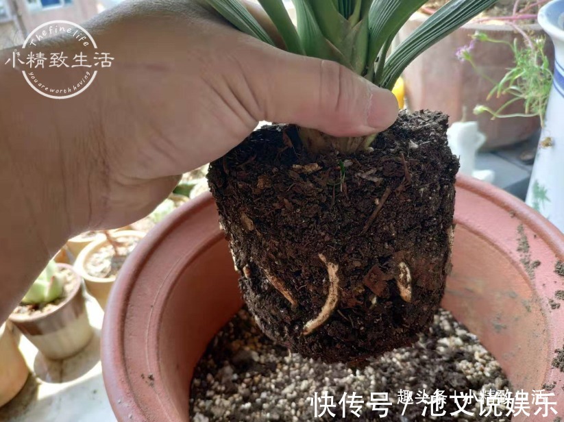 君子兰|1个小方法,让君子兰不再烂根,解决新手浇水难题,浇多了也不怕