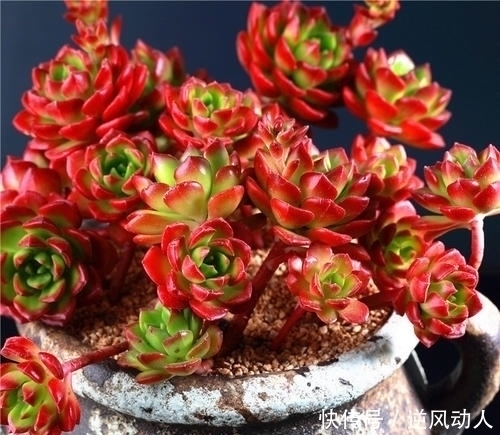 肉友钟爱的6款多肉,最后一种再喜欢也别买,黑腐烂根养不好!