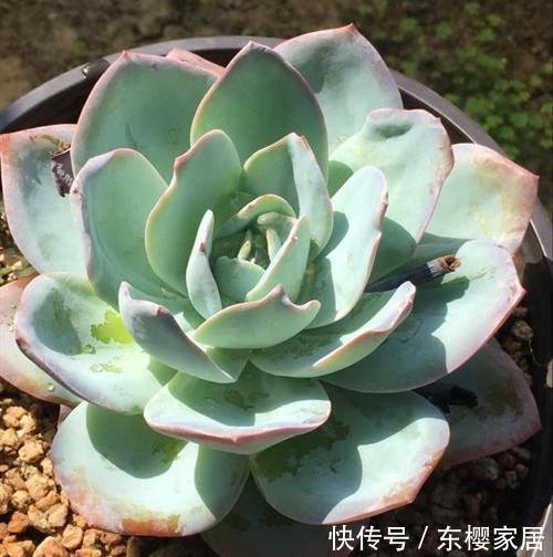 正确|天越来越冷,多肉应该如何正确浇水?几招好方法,易上手、好操作