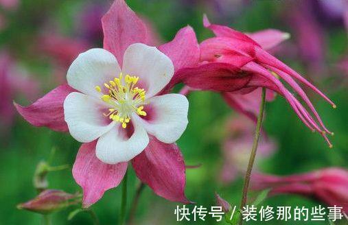 农历|农历6月27号起,最适合养这些花,开花勤爱爆盆