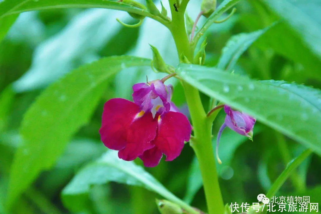 holl宿根园中赏花卉，且向心中觅清凉（一）