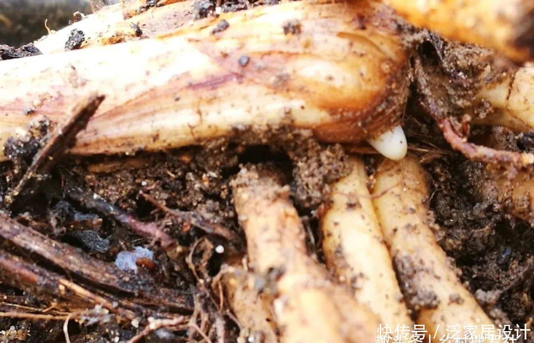 兰花快速生根有诀窍吗？兰友：照这4步操作，30天内就长新根