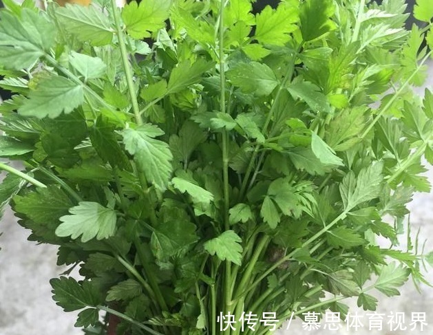 折耳根|被打绝迹的野菜，在农村老家剩下的一点，看看你还认识吗？