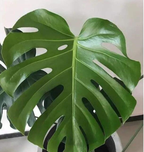 龟背竹烂根能救活吗?教你3个挽救小妙招,让龟背竹“起死回生”