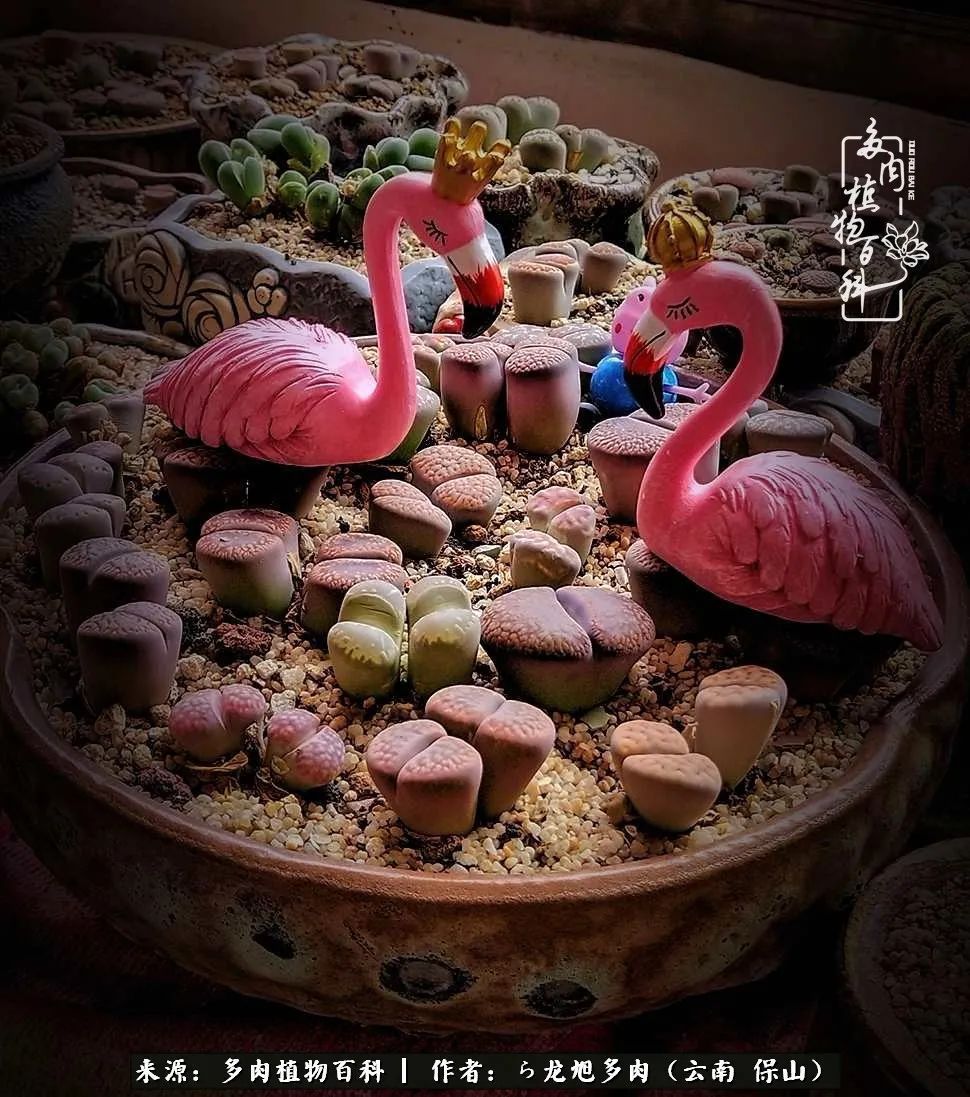 多肉植物|遇见多肉,遇见不一样的你,一养就是10几年!