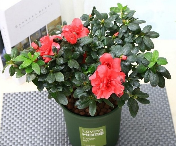 秋冬|杜鹃花总是开完花就落叶枯萎吗做好这4点，年年开爆盆