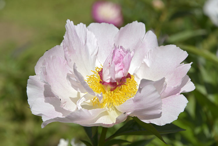 芍药花|从6月19号开始，家养这些植物，便宜又好养，花瓣层层叠叠