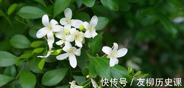 这首歌|养盆九里香，花色素雅有气质，比香水还好闻，易打理好养活