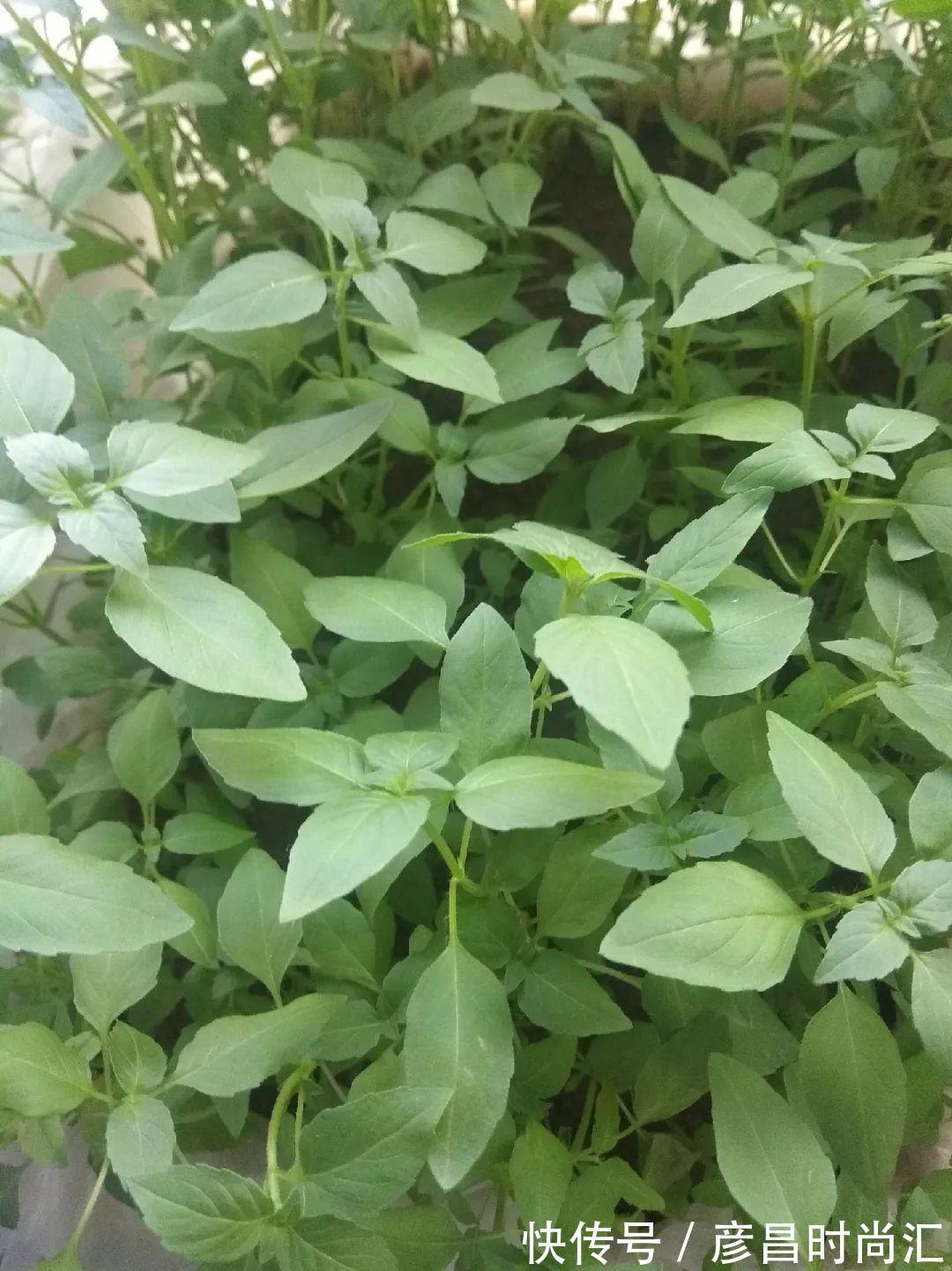 7种花最干净,门口、窗台放一盆,蚊虫不敢靠近!
