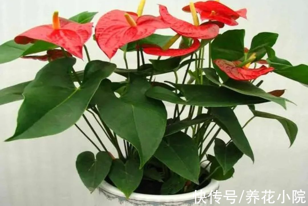 植株|6种“喜阴花”，家里没有阳光也能养，光照太强容易黄叶