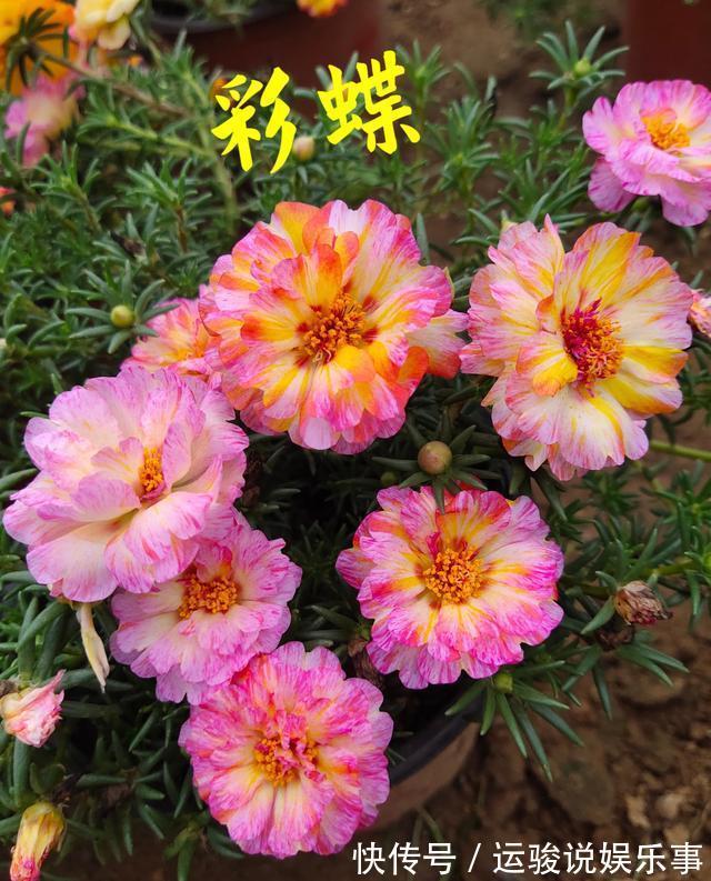 6种花超级喜欢太阳,晒得越多“花”越多,养一盆不亏