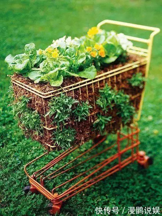 小花|别再花钱买普通花盆了,你意想不到的种花神器!