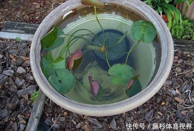 睡莲叶子老是烂,水里长虫,怎么促进开花?这些问题都统一回答了