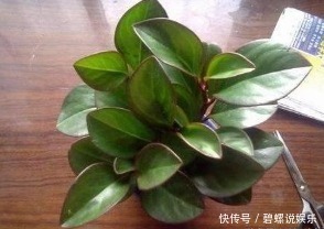 盆栽|提起桌面盆栽就是绿萝,你真的落伍了