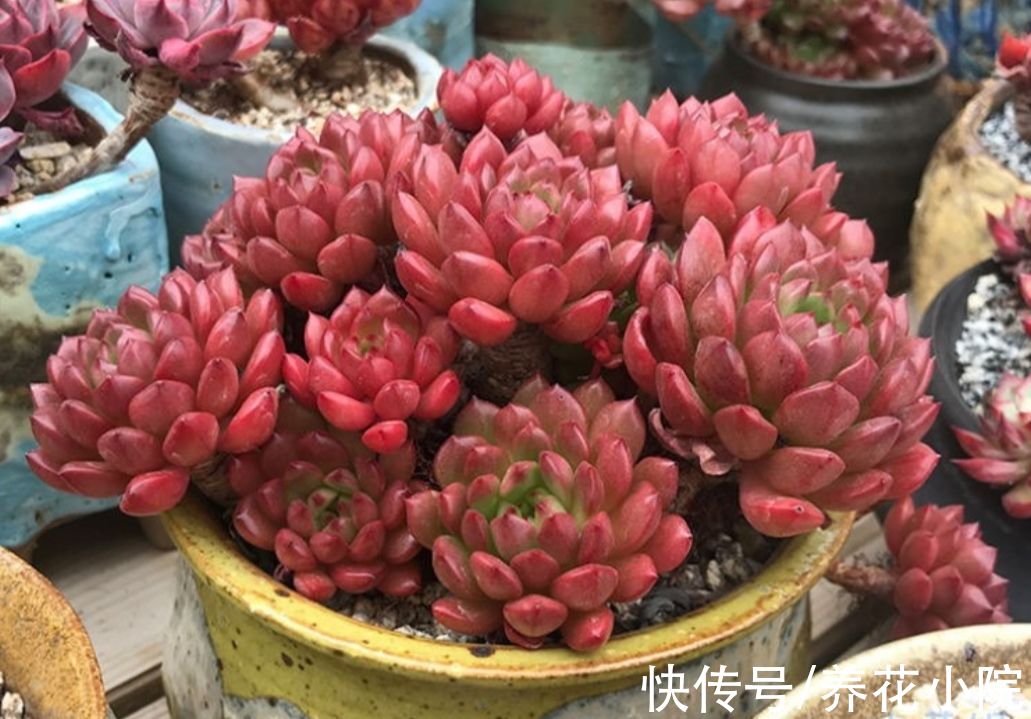 5种多肉，秋天多晒太阳，光照越充足，叶色越鲜艳